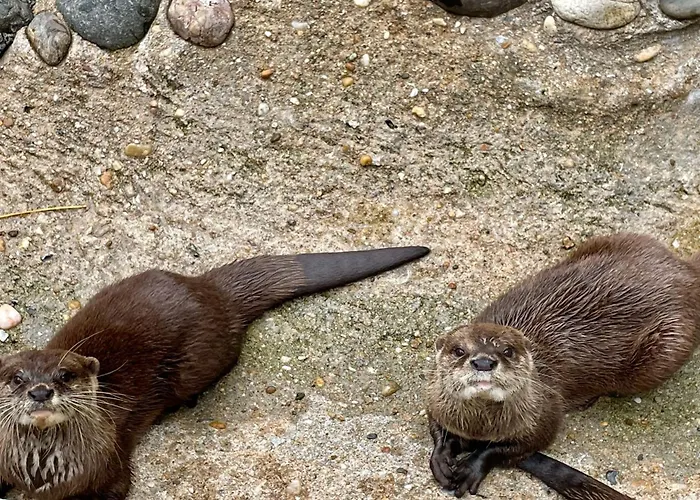 Casa de Férias Mobilhome 3 Bedrooms 2 Bathrooms - Familial Jf64 *